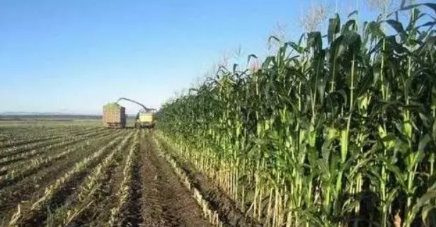 开展粮改饲和种养结合模式试点